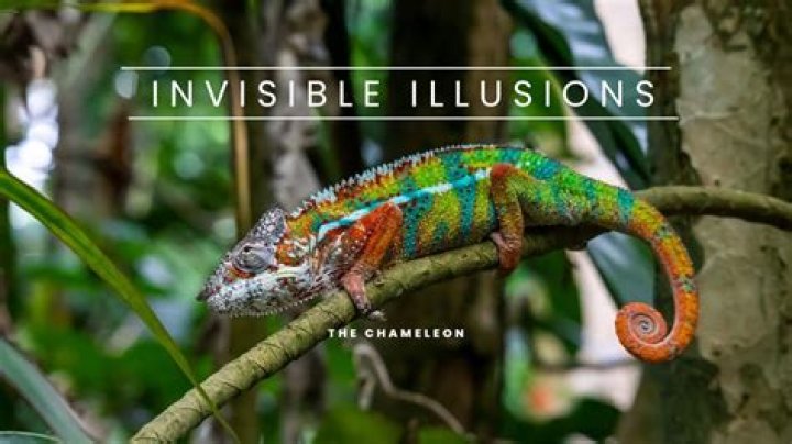 How do chameleon protect from enemies