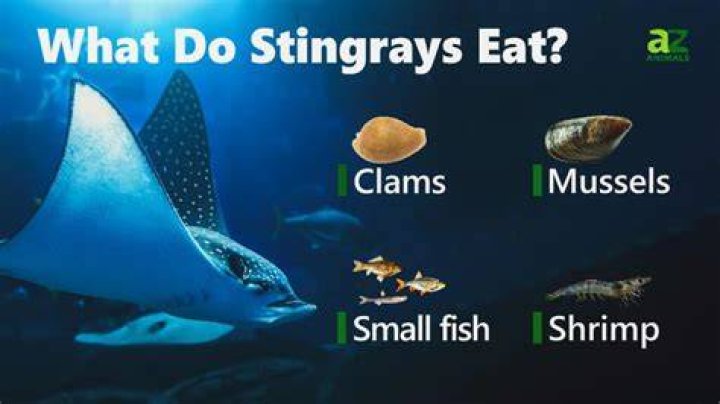 Is stingray a nutrition