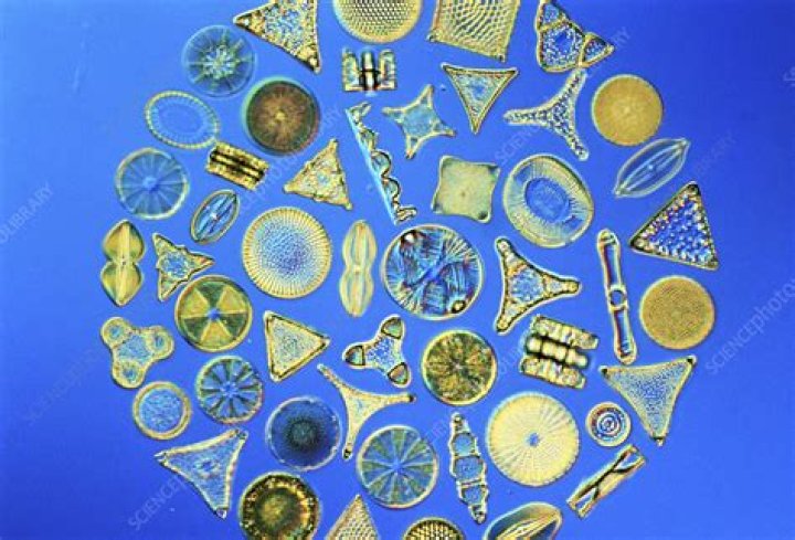 What clean crew eats diatoms