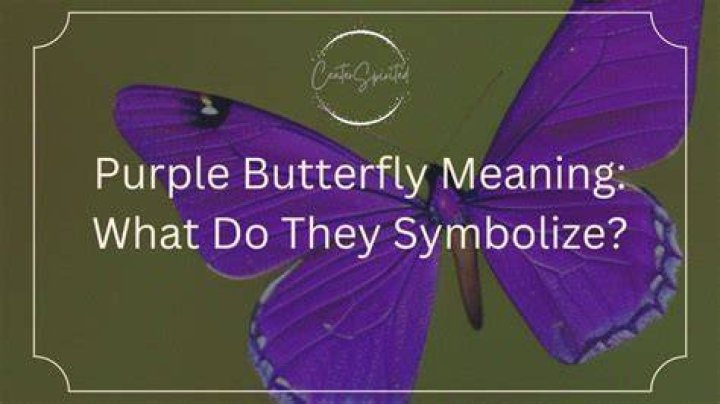 What does the Purple Butterfly Meme mean explained?
